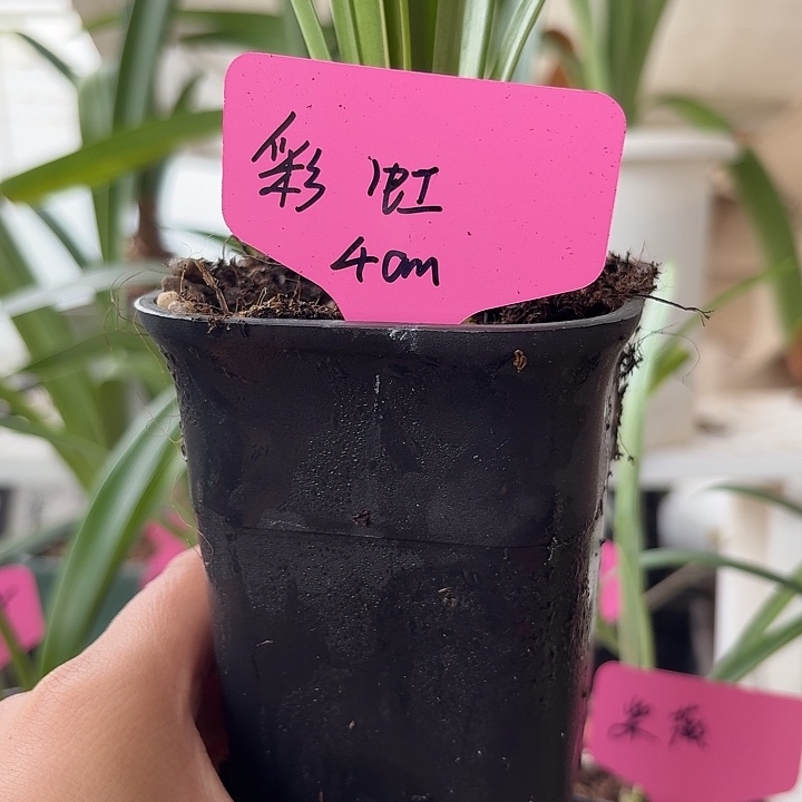 无花朵彩虹朱顶红直径4cm