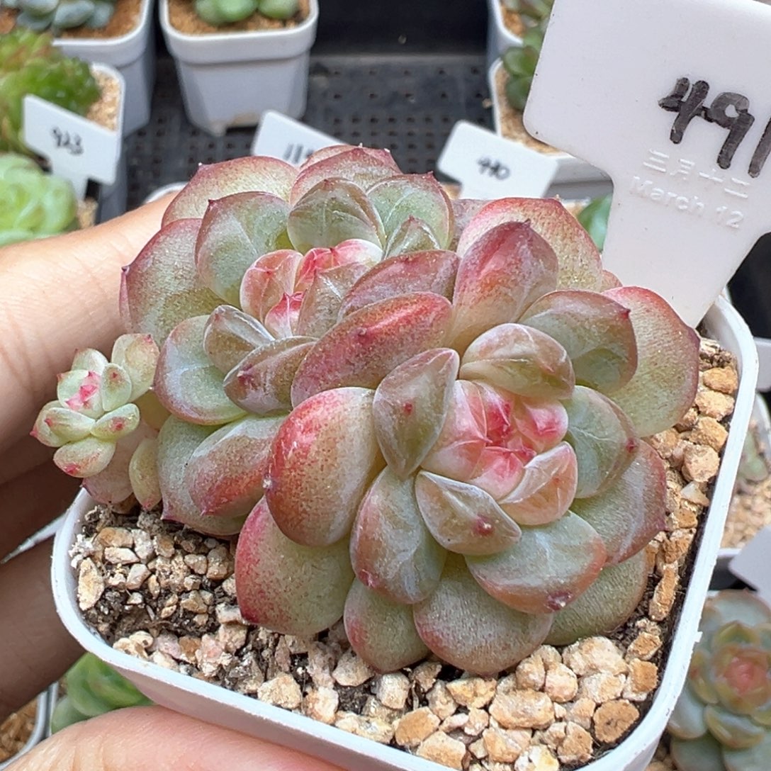 491号樱桃甜心带崽