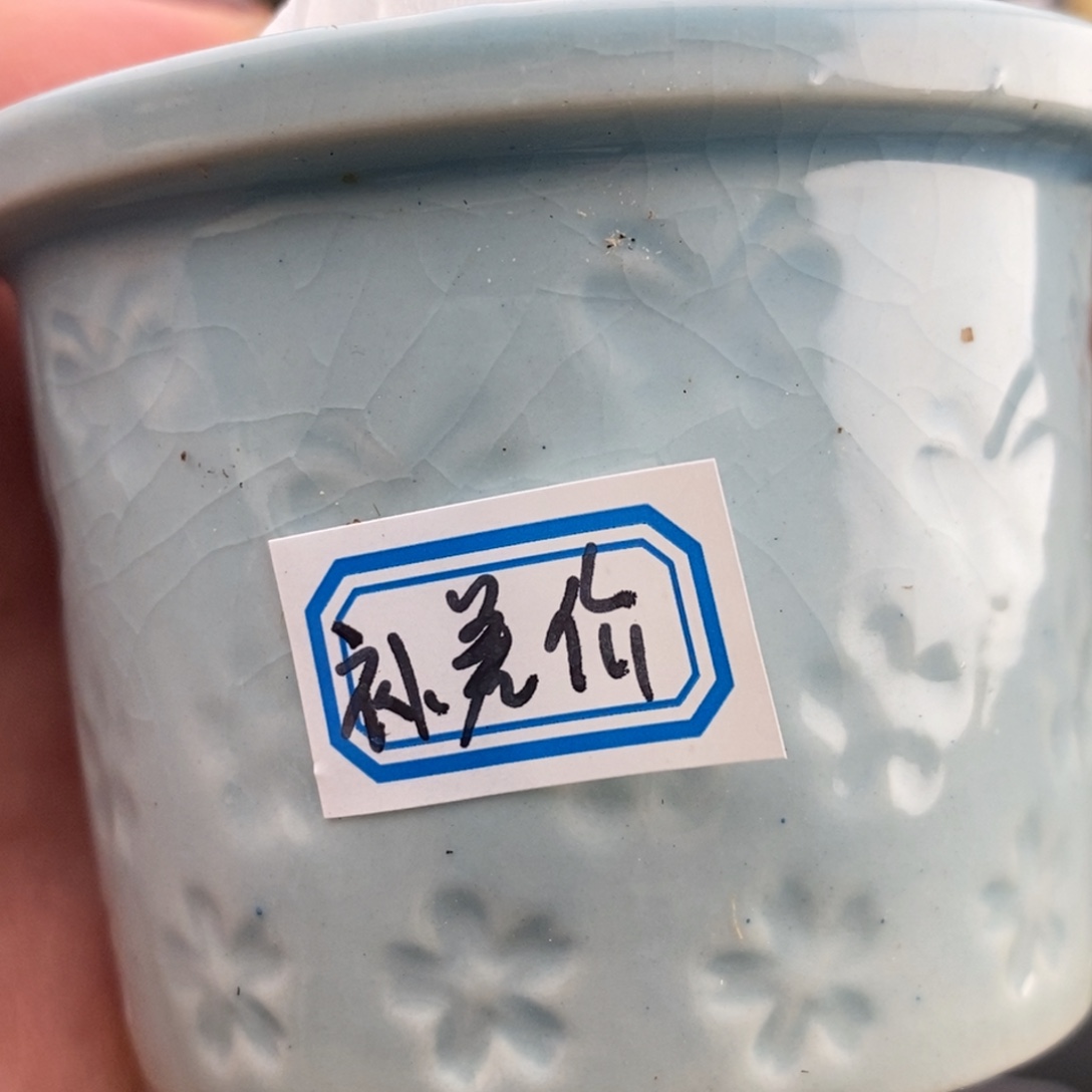 完全开放24号冰晶，盆补差价