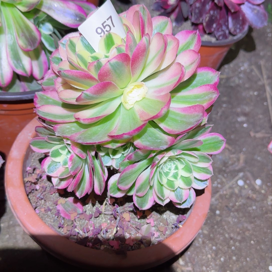 海鲜法师多肉957