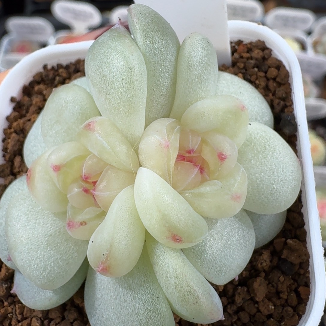 1211-40-芳草16双头多肉一颗