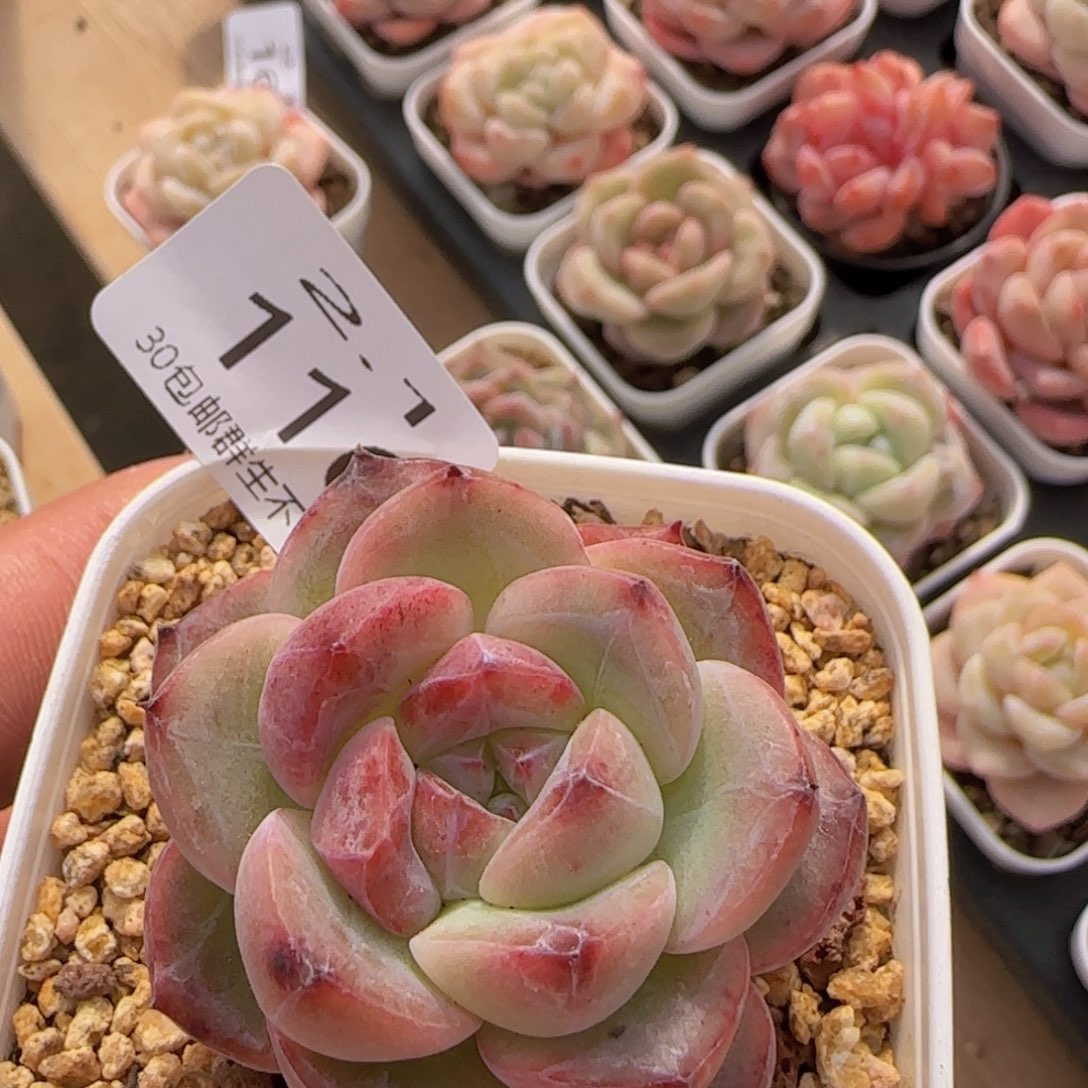 钻石珍妮单头一颗