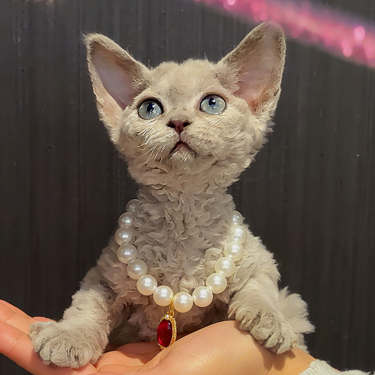 长毛血丁香色德文妹妹卷毛猫