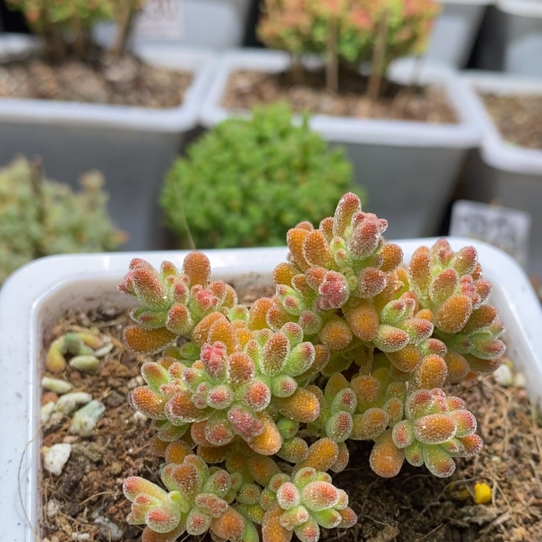 枝干番杏冰橙D183