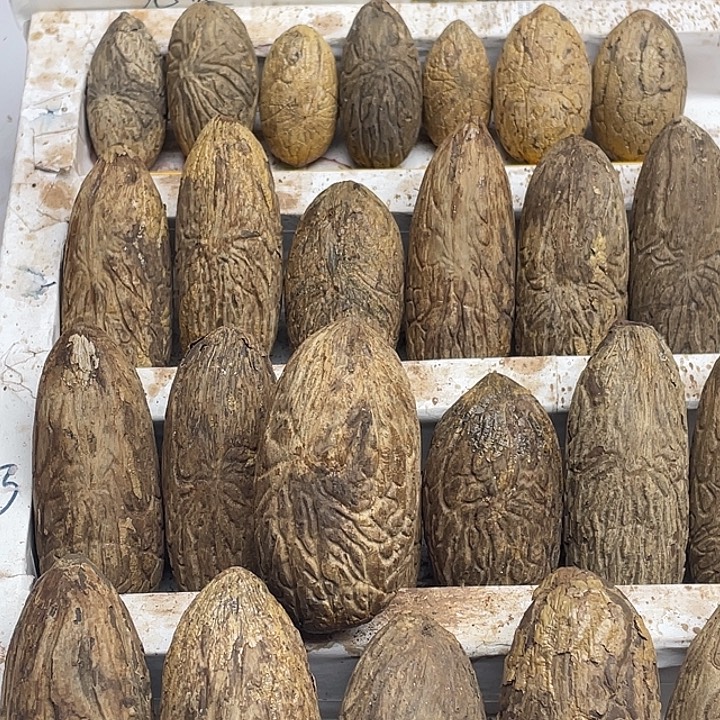 猛***兄菩提111111111122111111111111