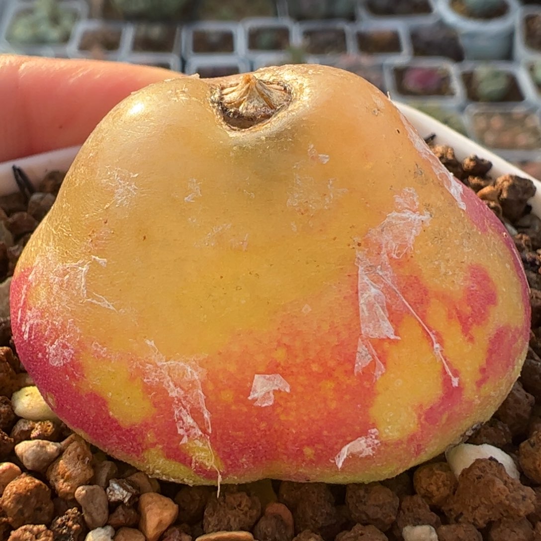 3.6厘米灯泡多肉植物