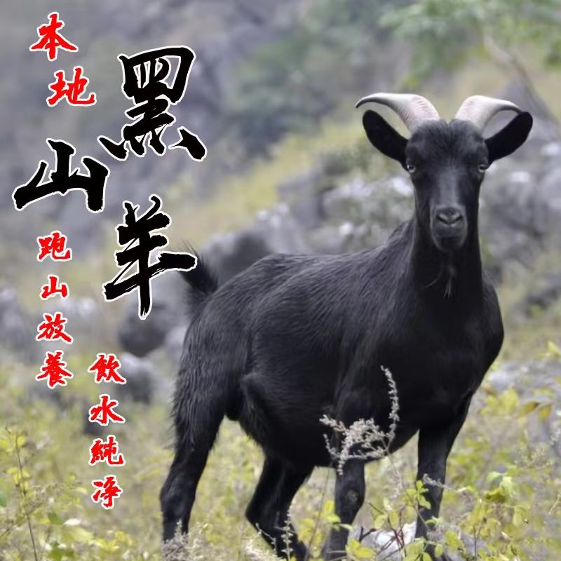 正宗湖南湘西黑山羊原生态散养新鲜宰杀顺丰包邮