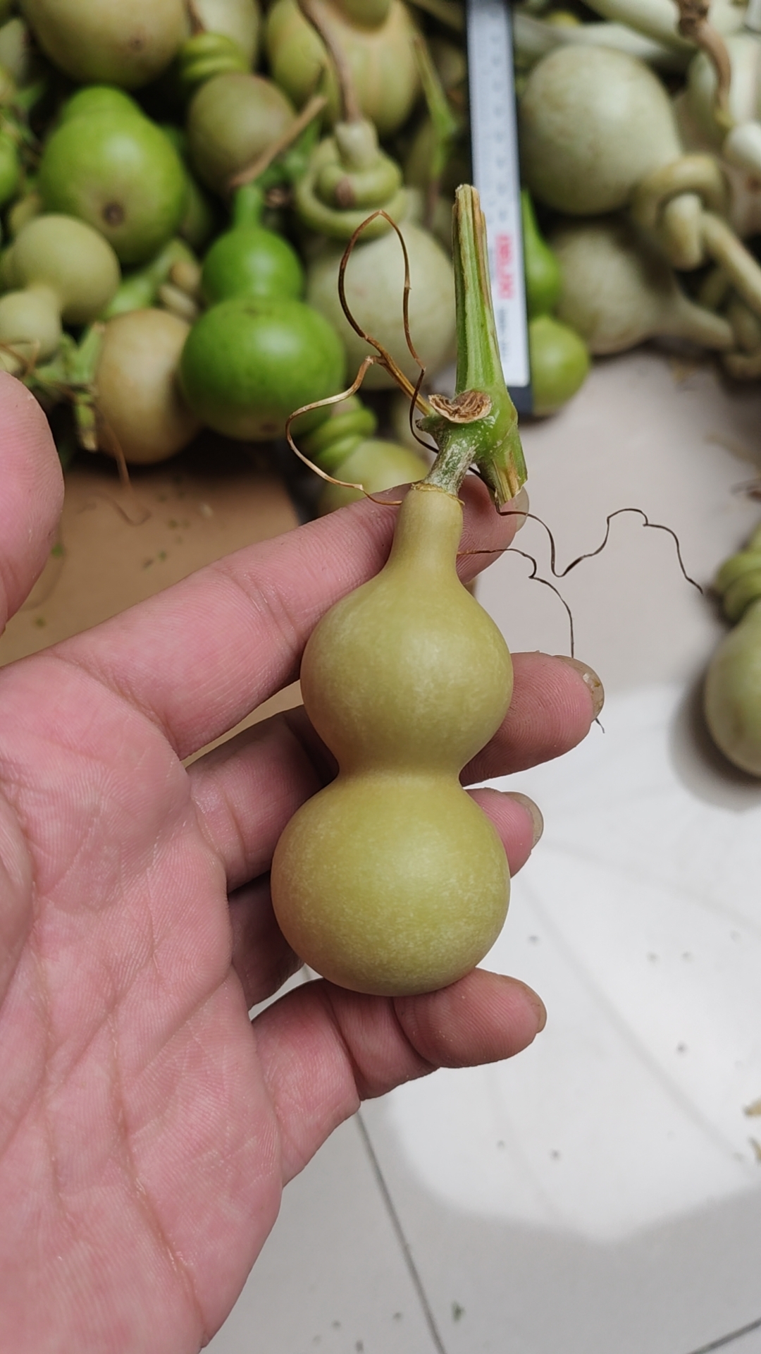 鲁韵葫芦独家福袋