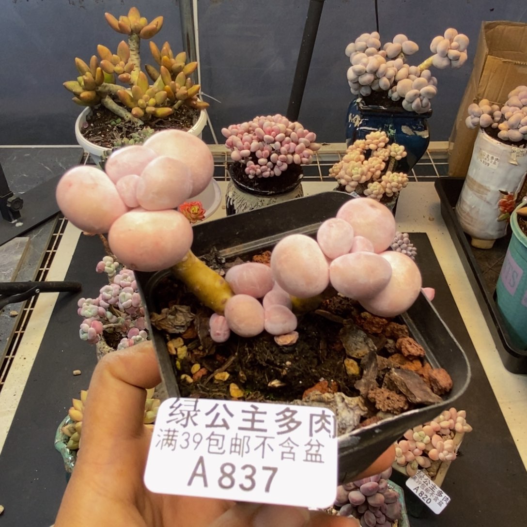 837橙奶多肉肉7c m