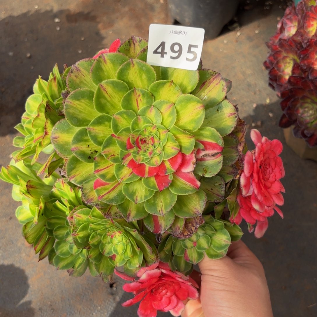 495多肉植物知否无根