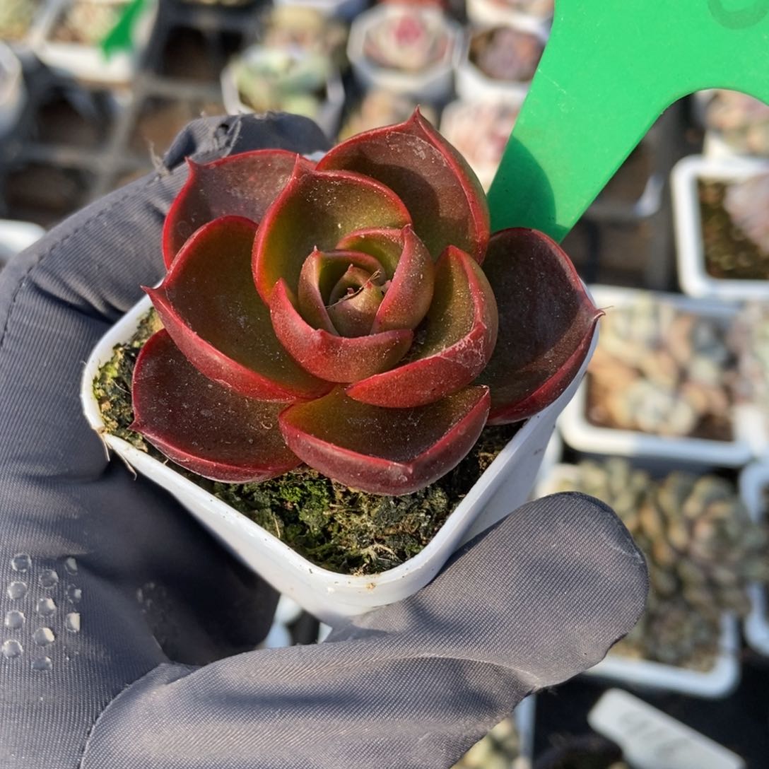 806红灯多肉植物保护