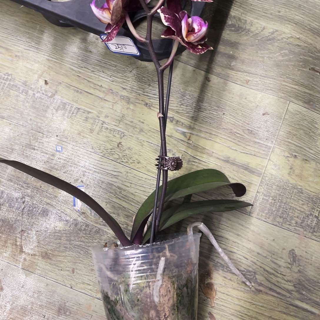 当前无花栽培后可以开花婚****姐蝴蝶兰黑花实生