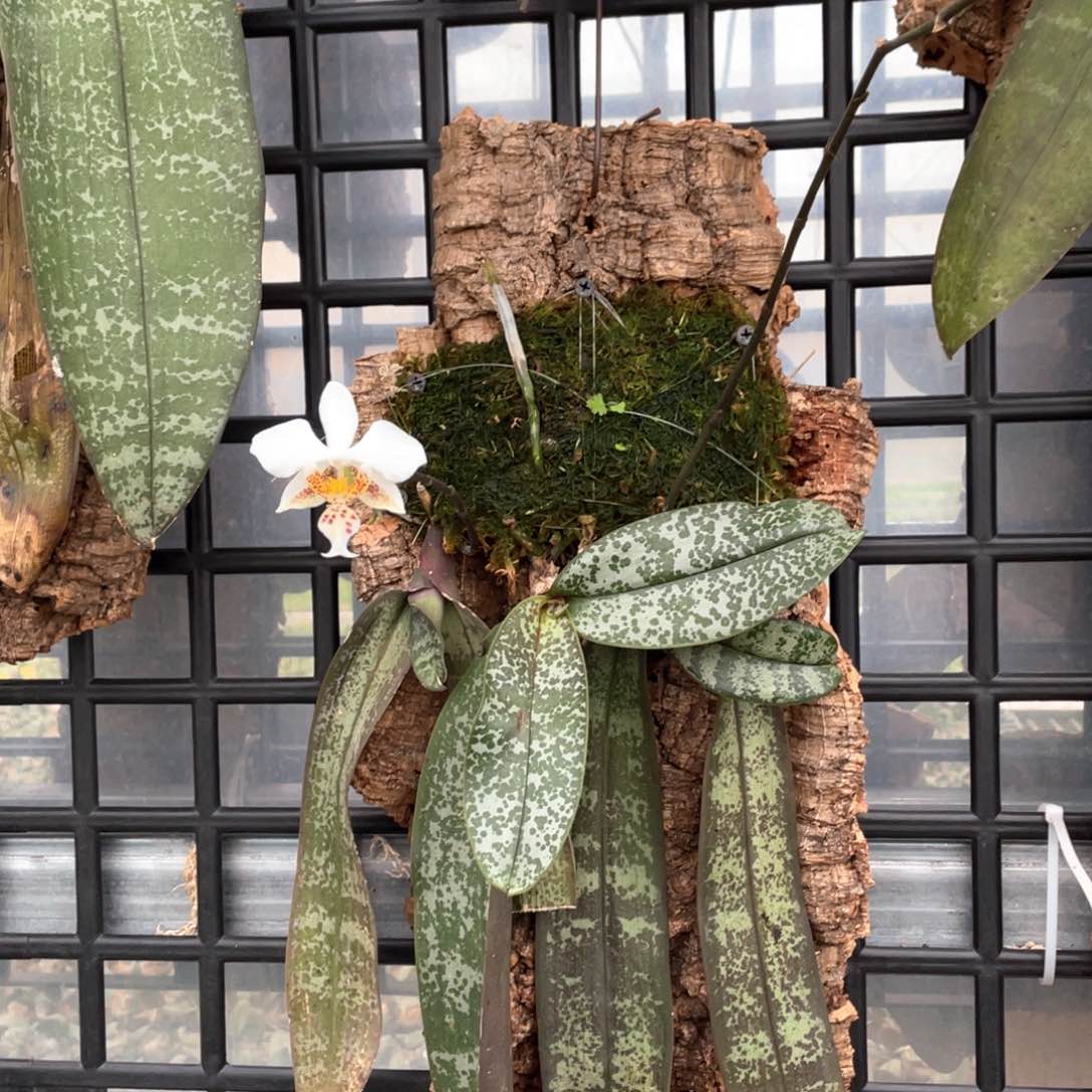 当前无花栽培后可以开花【山採史】3头开花株，叶损原1680