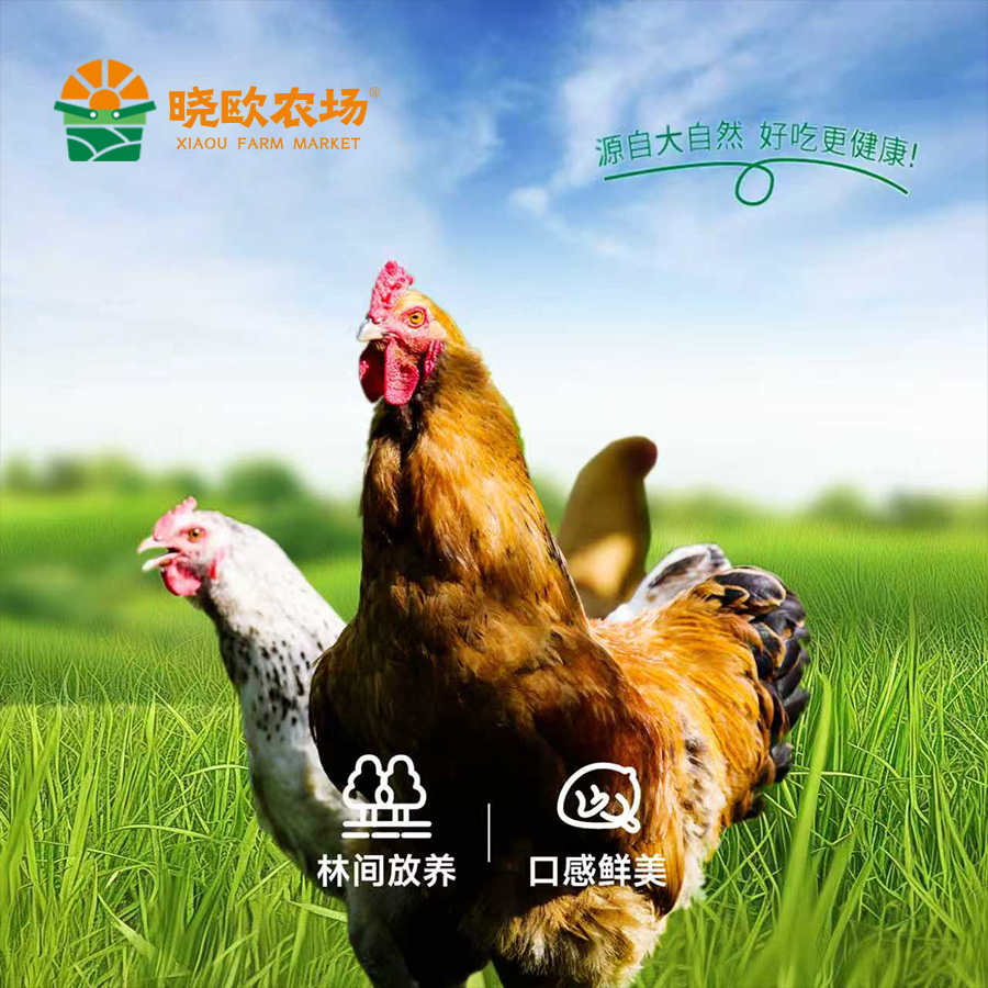 【正宗苏北老母鸡】农场林间散养1年以上现杀现发顺丰包邮拒绝冻货