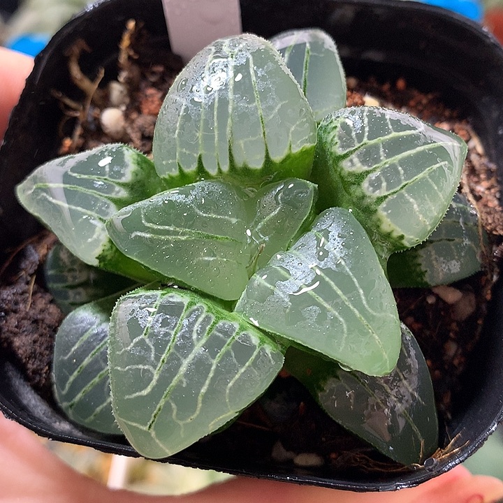 24号粉色甜心克一物一拍