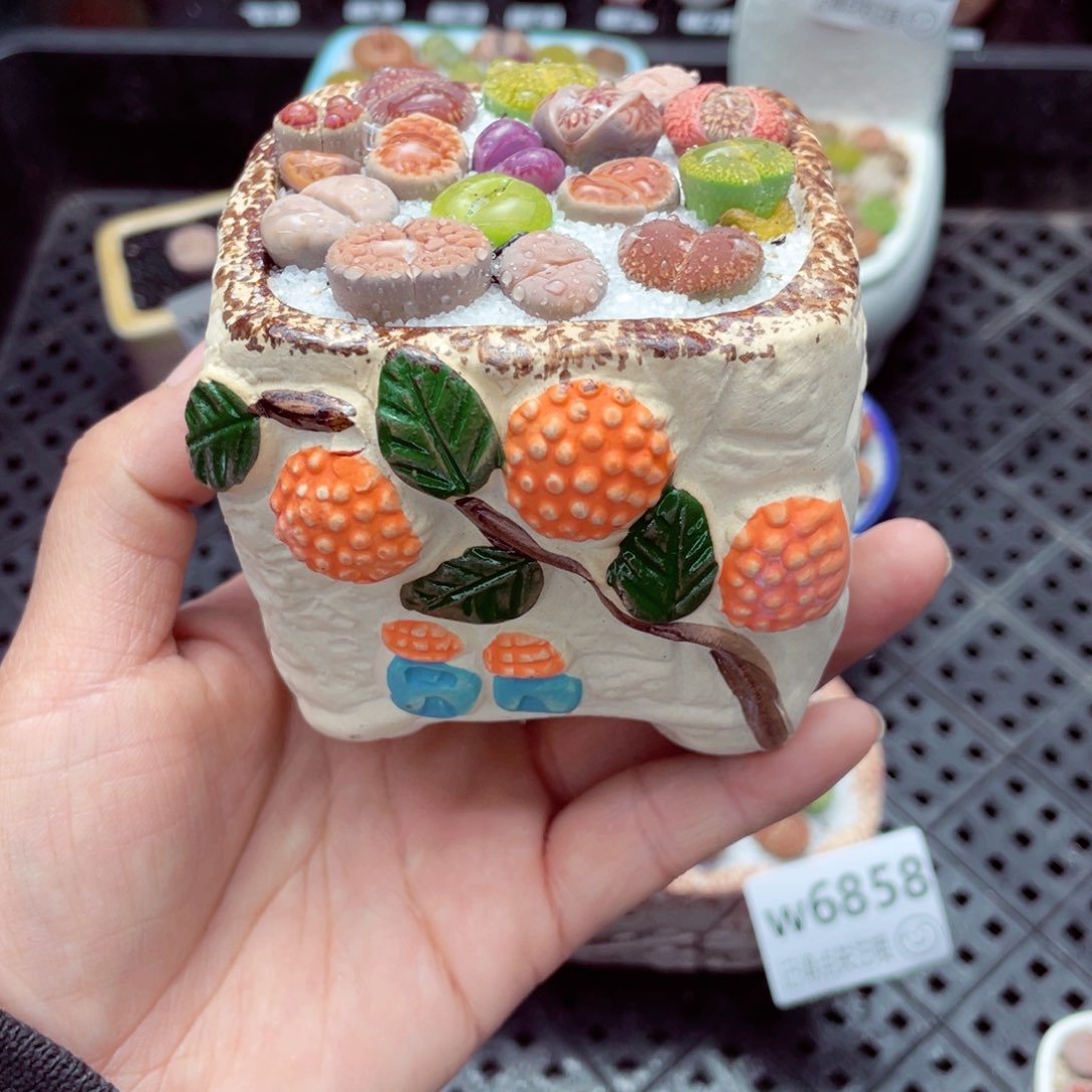 w6864 带盆土发货-零下地区拍保温箱