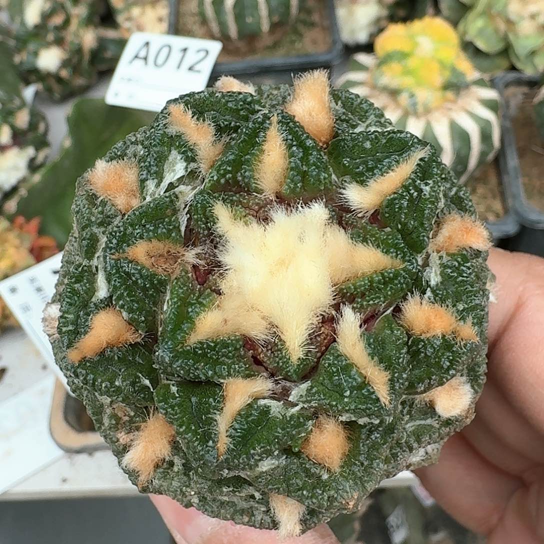 【闪购商品】苗接龟甲牡丹021