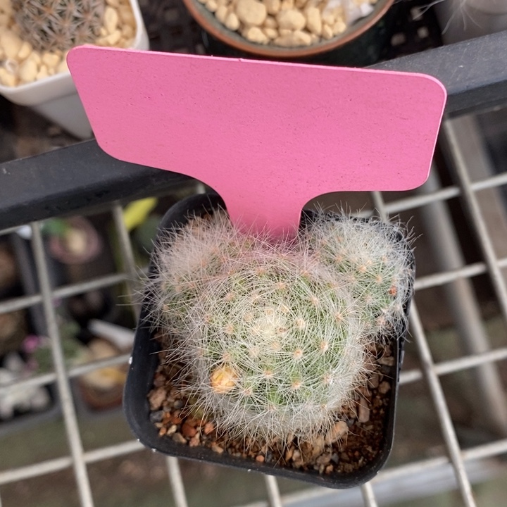 伯克利和格蕾纳的故事也很