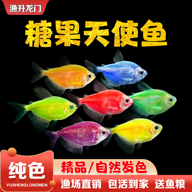 天使鱼活体观赏鱼七彩养鱼好淡水群游荧光绿衣小型鱼冷水鱼批发