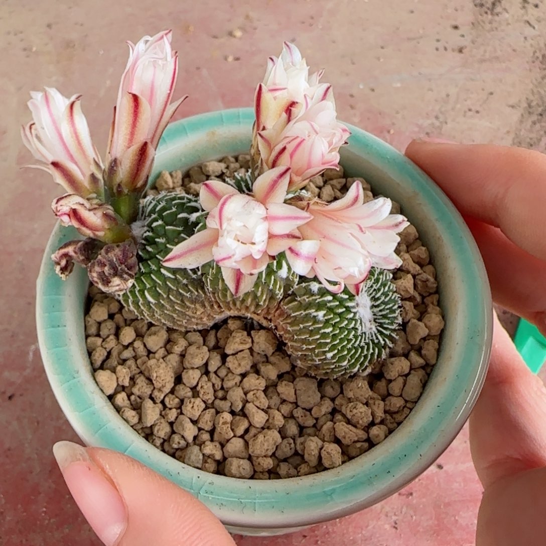 侧芽自根刺缀化金巧殿多肉