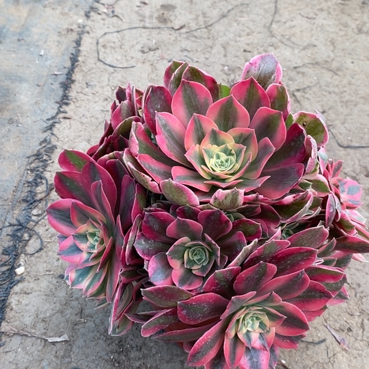 原始绿多肉植物13。 