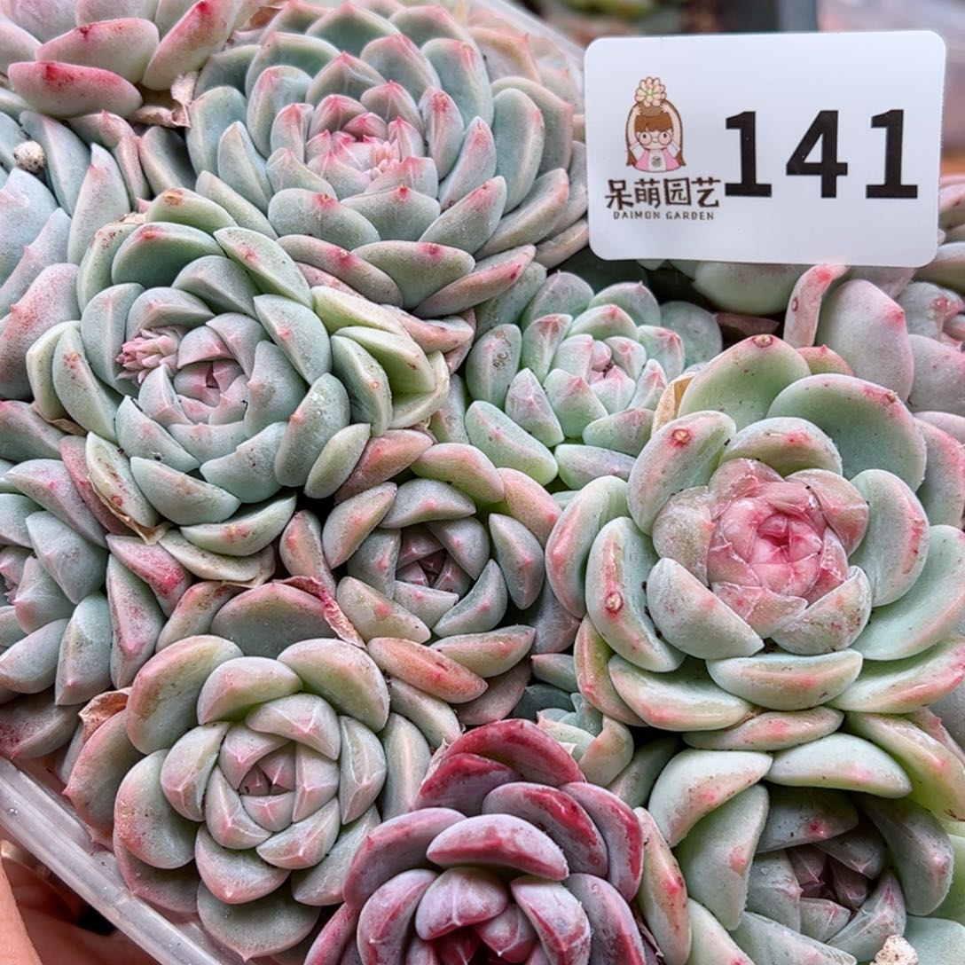 多肉植物多肉植物