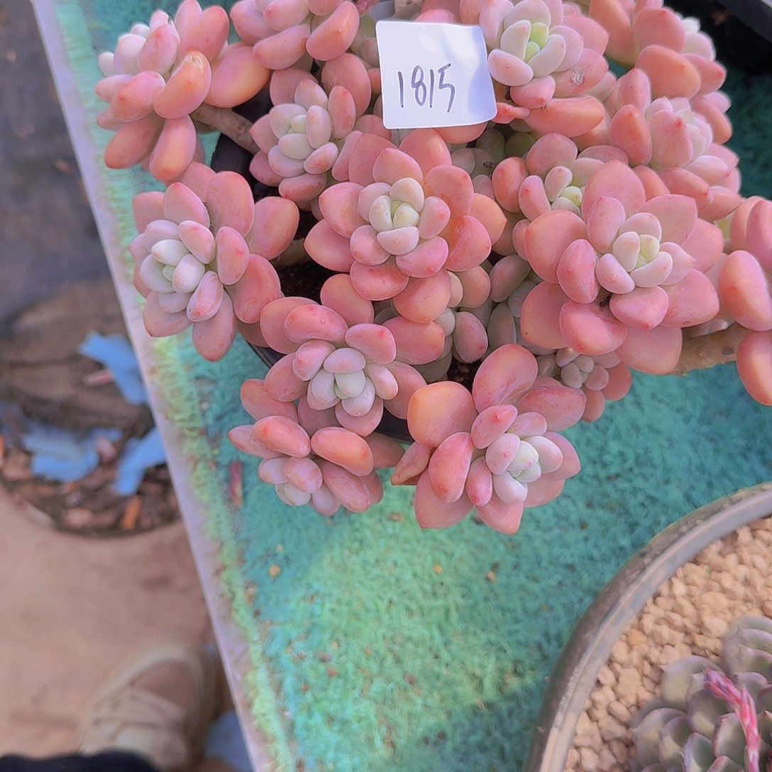 1815红洛神多肉植物