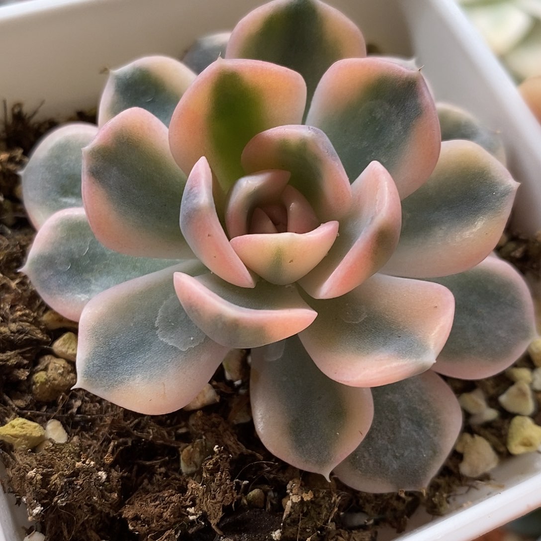 汉堡锦一物一拍，