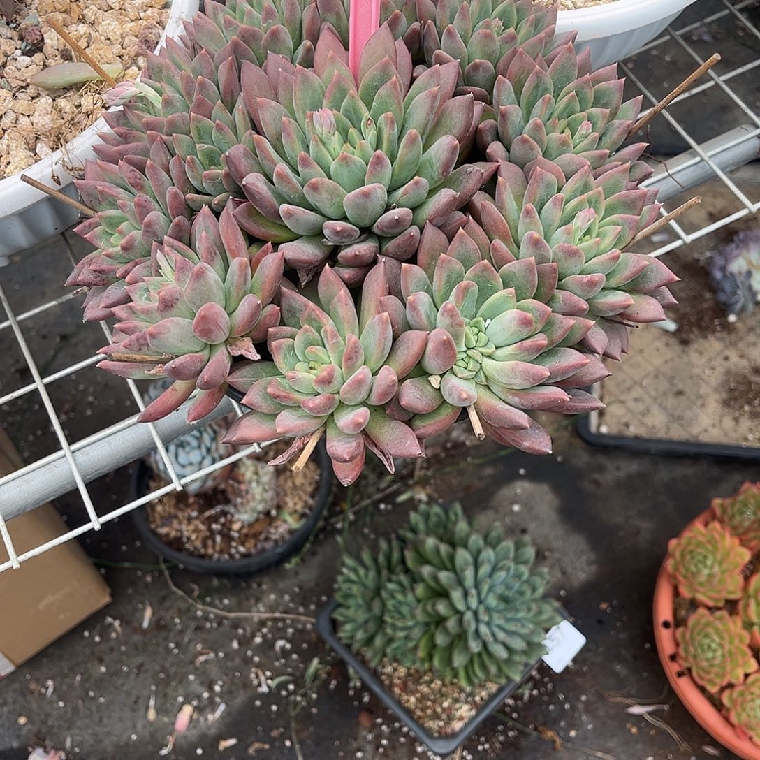 悟***241号冰心公主手捧