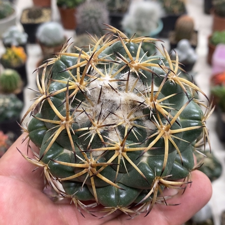 实生天丝象牙特价