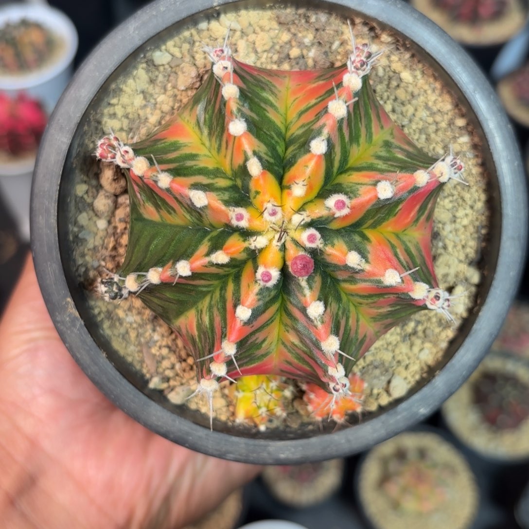 泰系实生米哈仙人球58