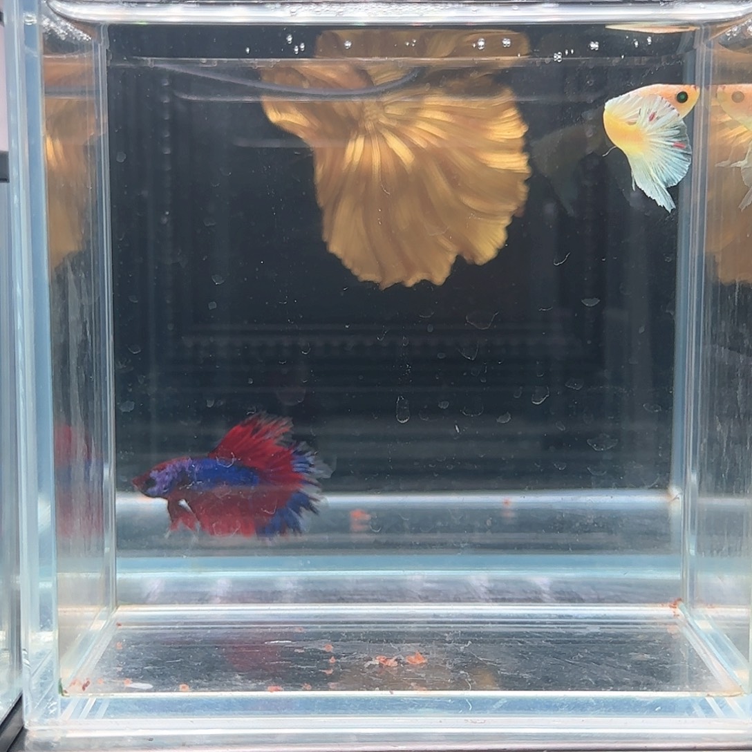 斗鱼活体观赏鱼好养耐活