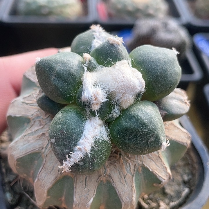 仙人球苗接蛋尤134