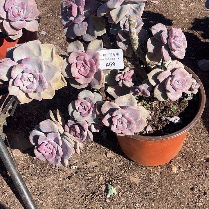 紫乐石化锦，一物一拍