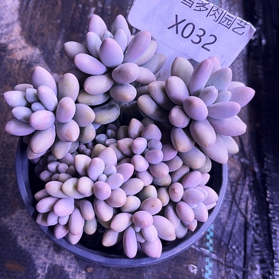 我是第一百个q q q w w w