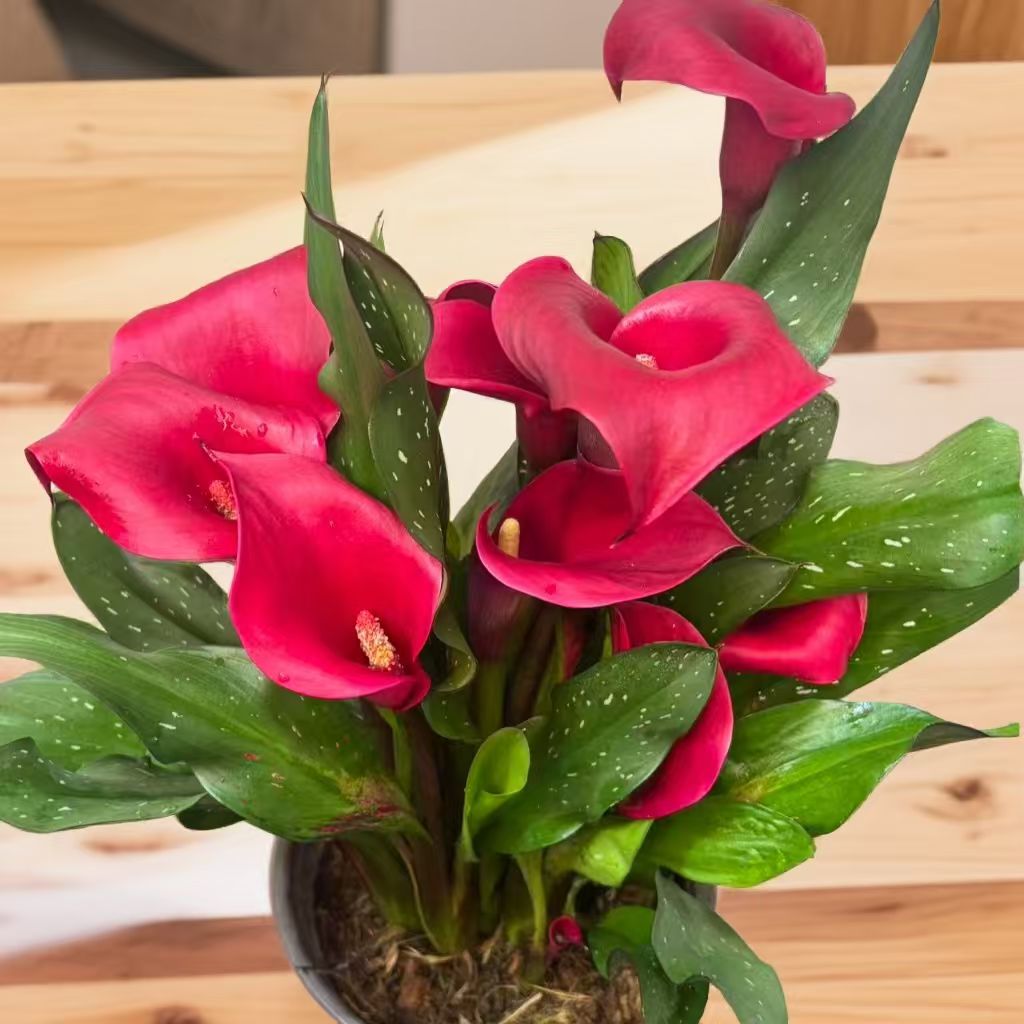 炽焰精灵马蹄盆栽冬季开花大花型耐寒好养护花卉绿植