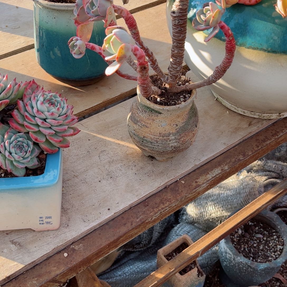 你？在这片？在这片神奇而