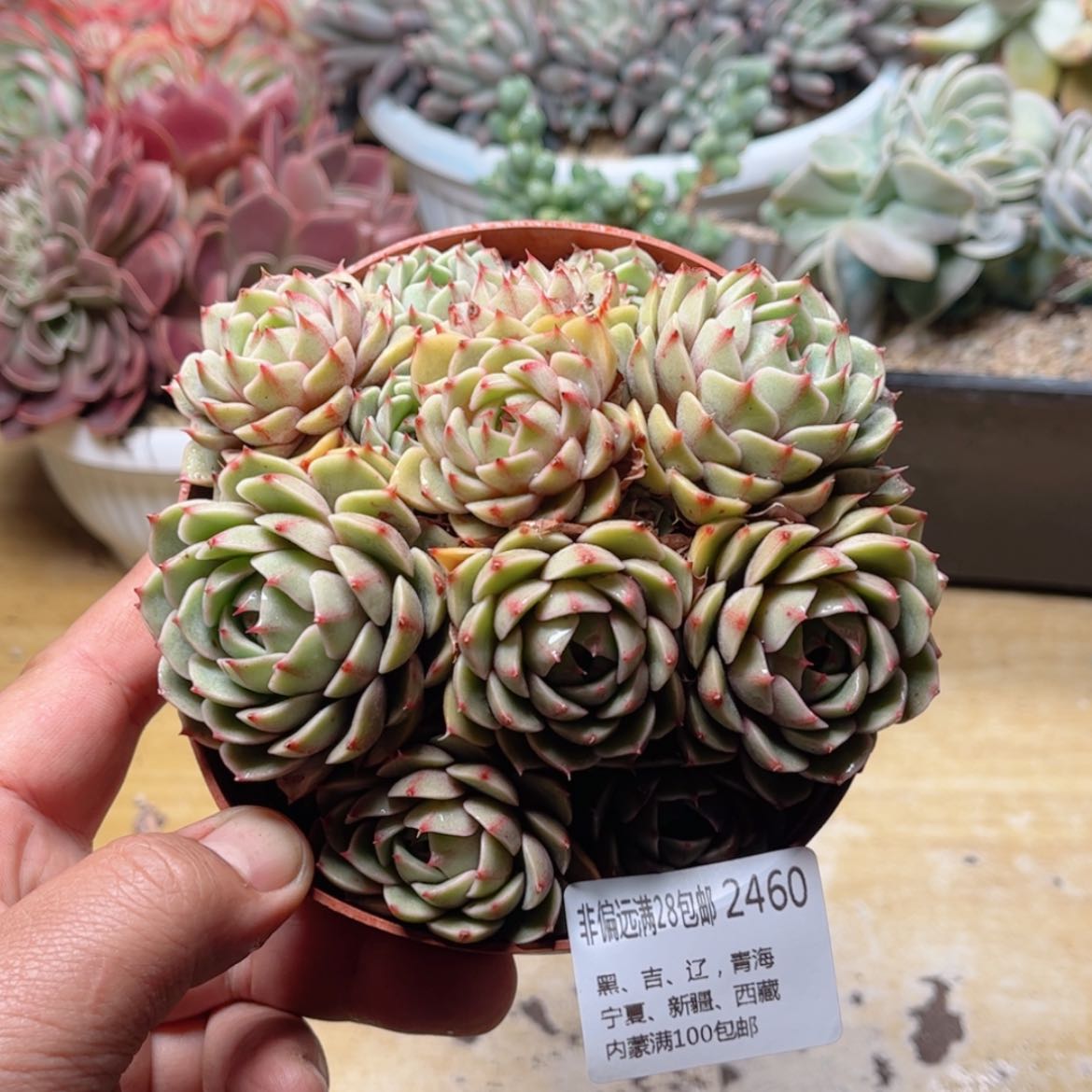 【闪购商品】2460笨吧多肉