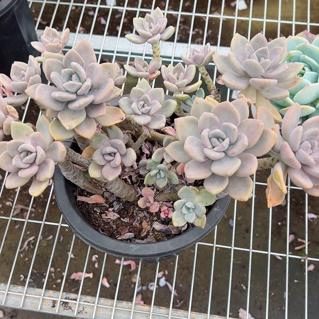 大盆冬美人老桩整桩