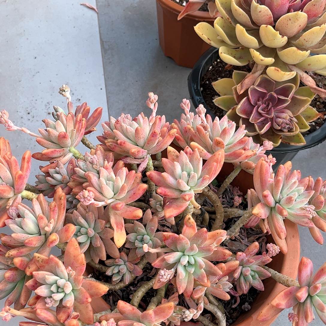 雨**秋丽群生小80013