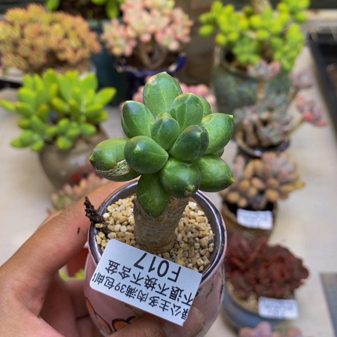 017香蕉树多肉肉3cm