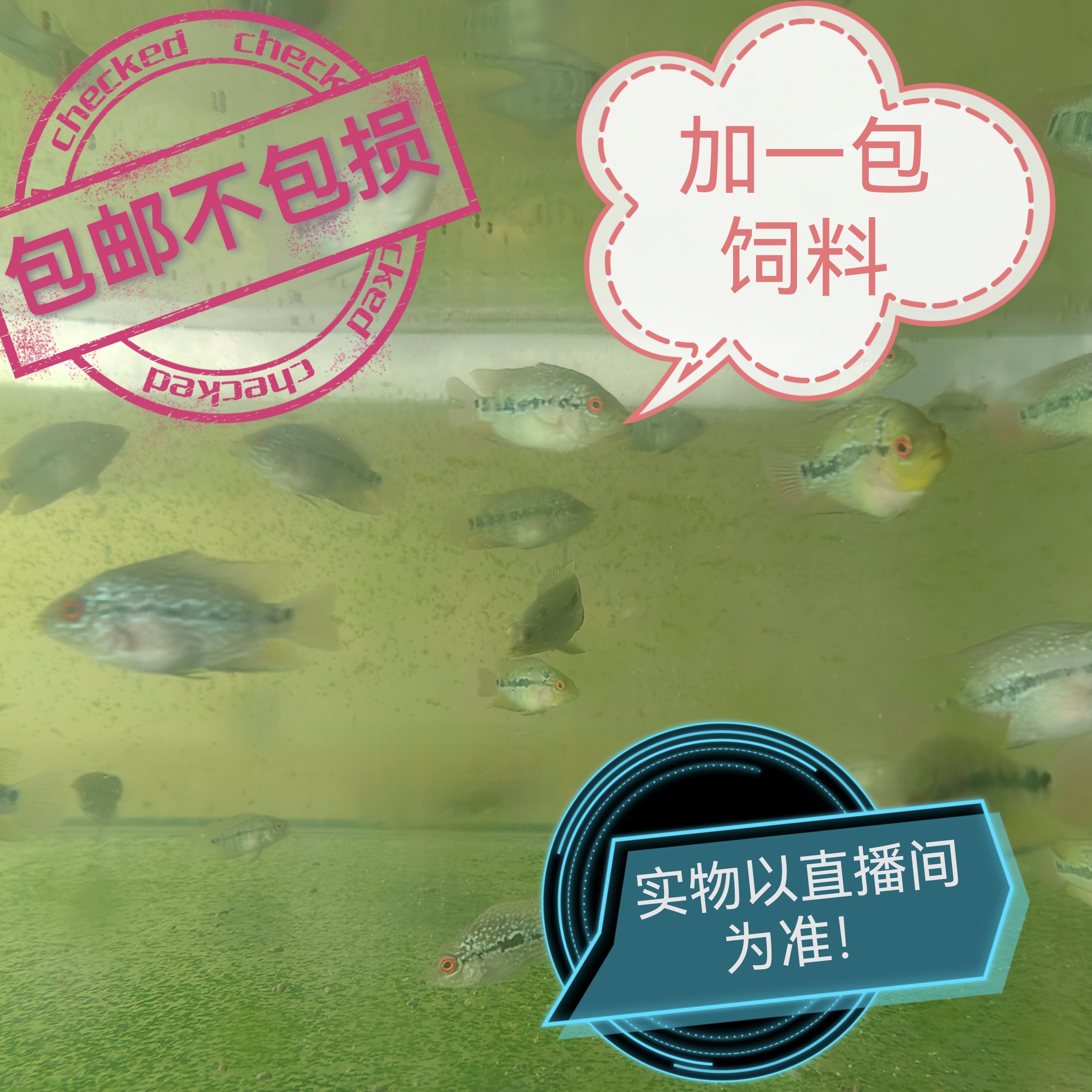 吃食240克 泰国进口罗汉鱼