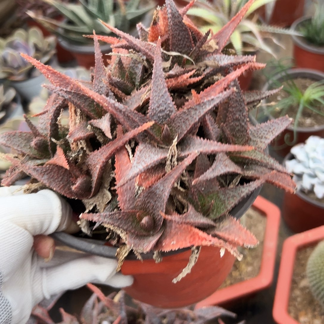 多肉植物多肉植物