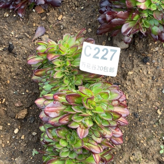 227抹茶缀多肉植物