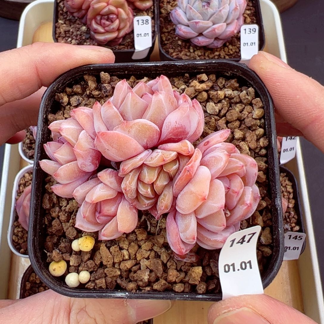 好好看147、哈哈哈哈