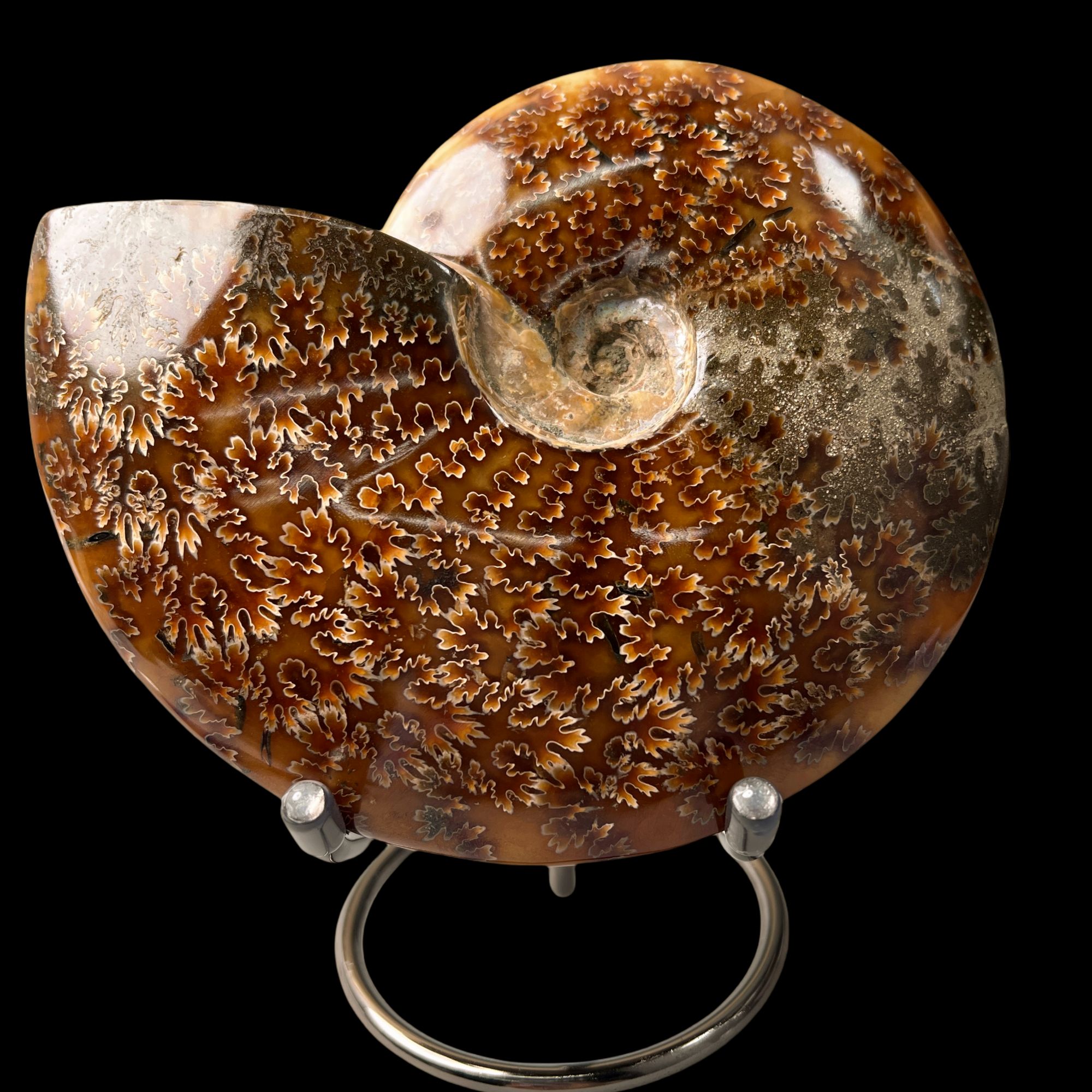 【 叶菊石（摆件）】148.2mm 玉化 马达加斯加 BZ 古贝壳N-1  F14