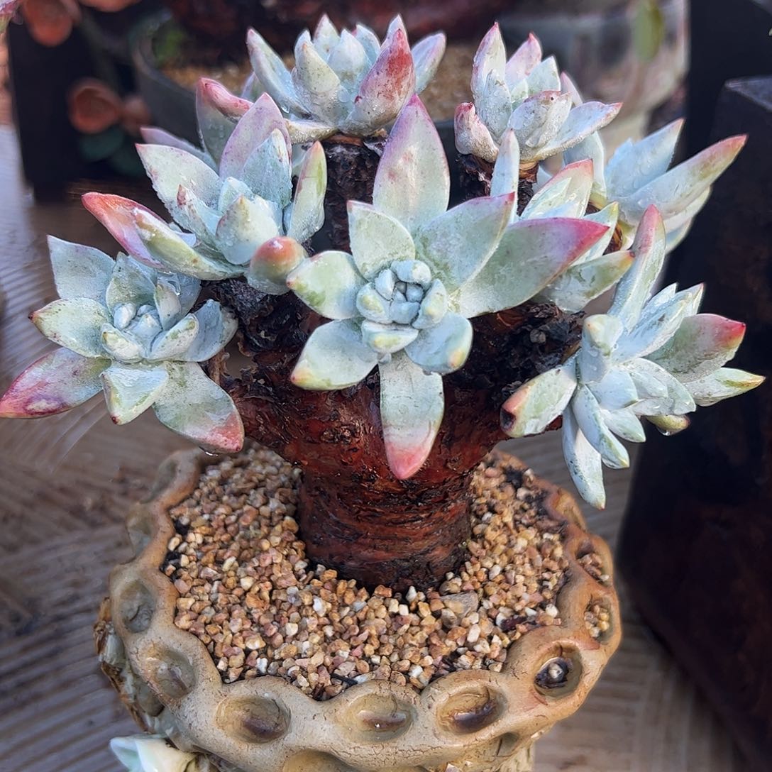 5120泡芙流丹仙女杯