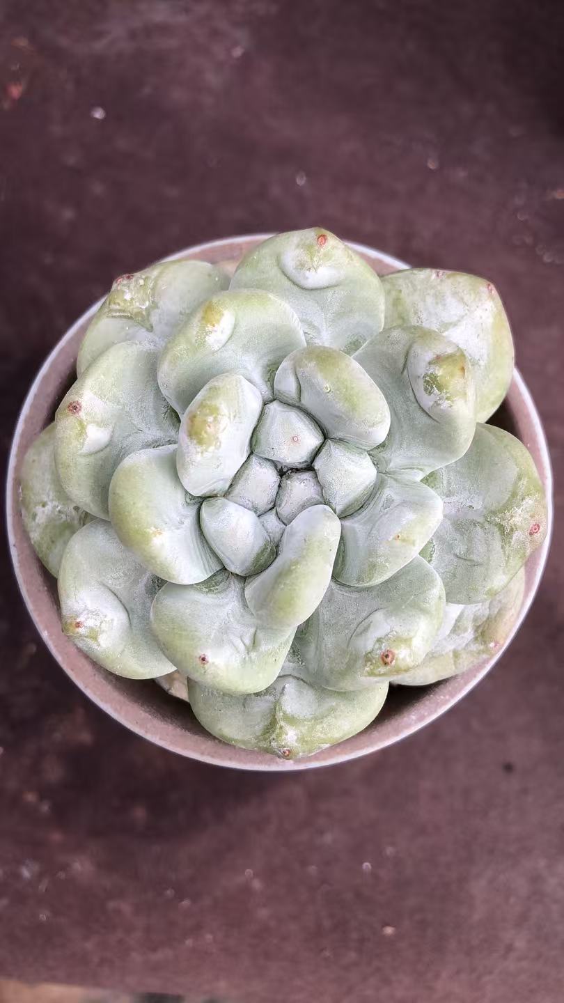 玫瑰花朵叶拇指精控 多肉