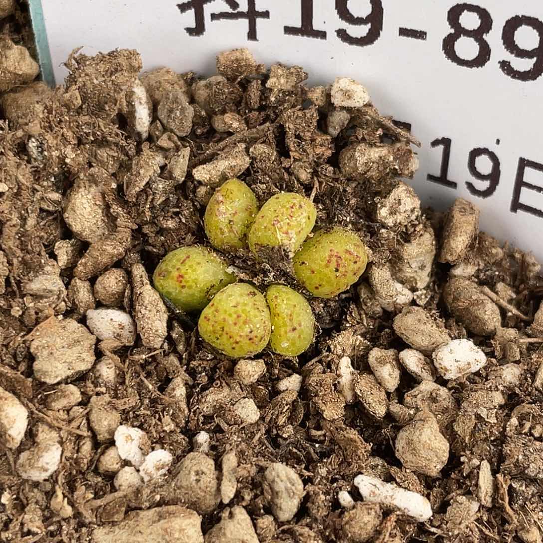 19-89斑马多肉植物