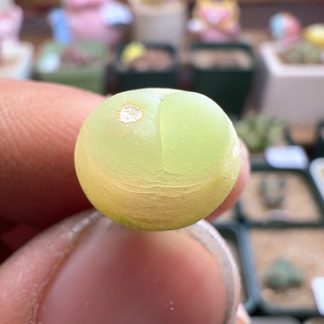 422干疤福利1200拉登一颗